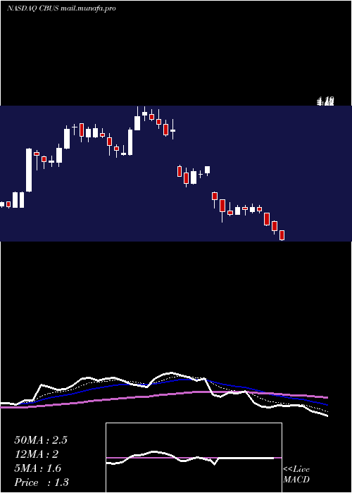  Daily chart CibusCorp