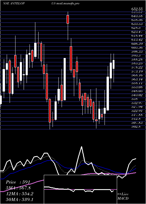  Daily chart AntelopusSelan